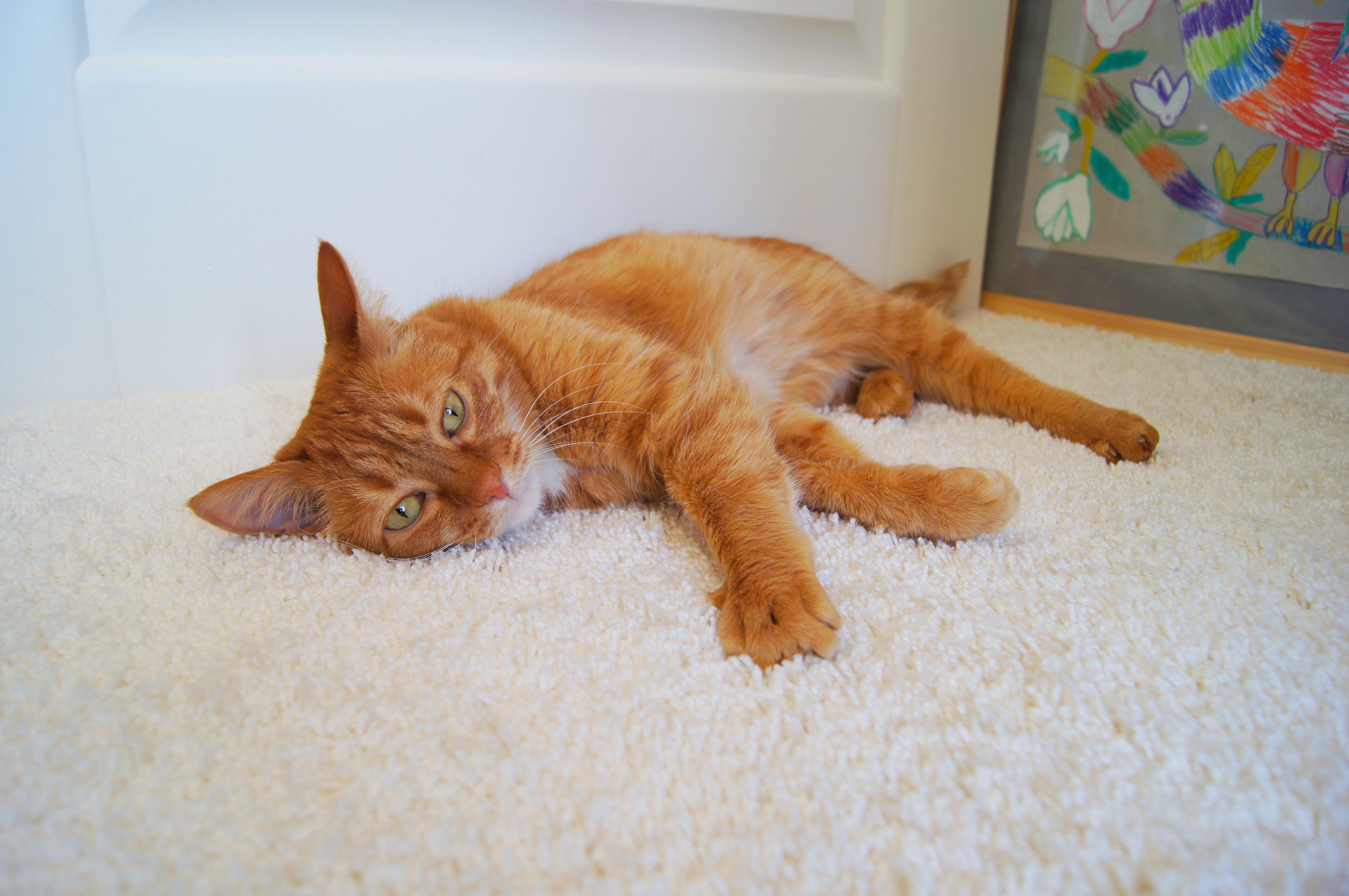 Ковролин "Зартекс" Amarena 140 бежевый (4м) — купить в Урае